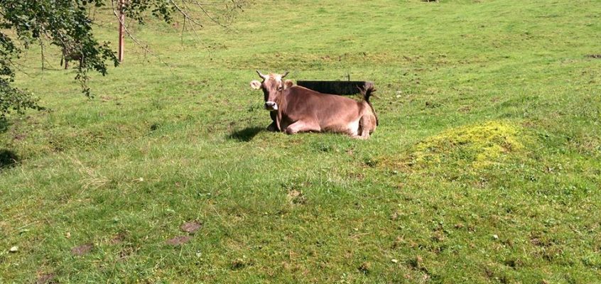Gesunde Kühe für gesundes BIO Weidefleisch